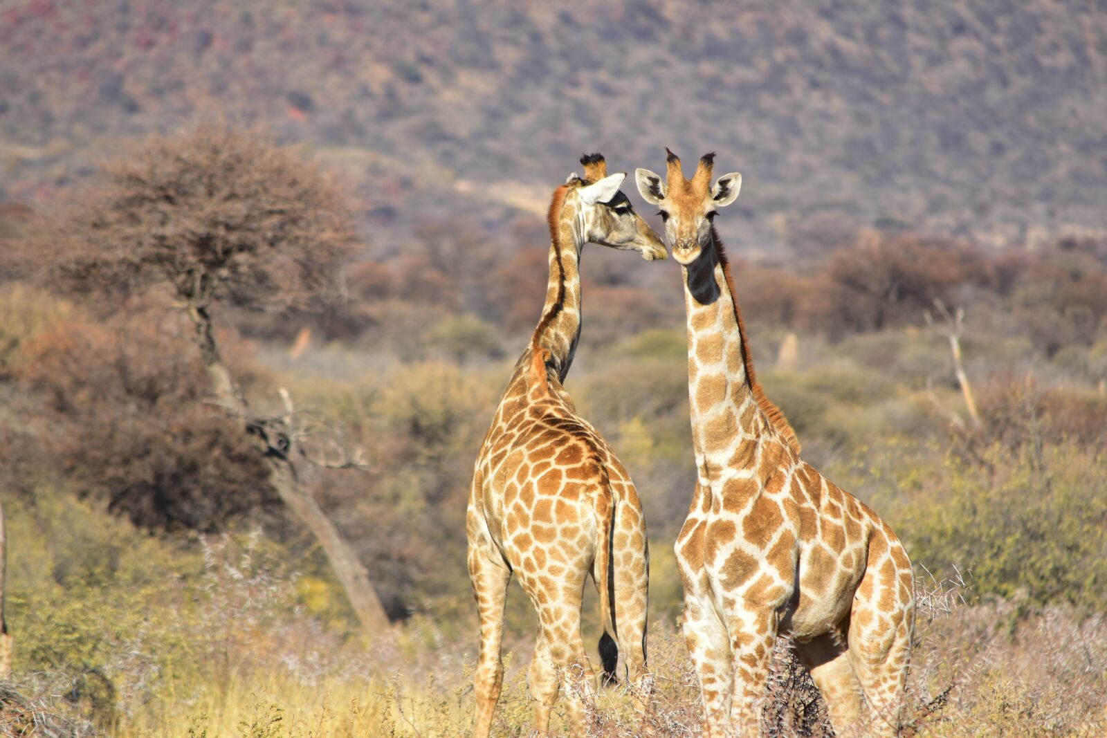Nikon D5500 sample photo. Giraffe, african, wild photography