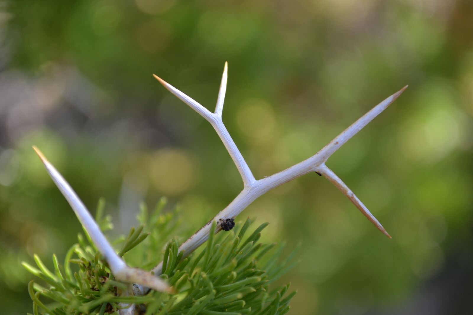 Nikon D3100 sample photo. Thorn, cactus, pinch photography