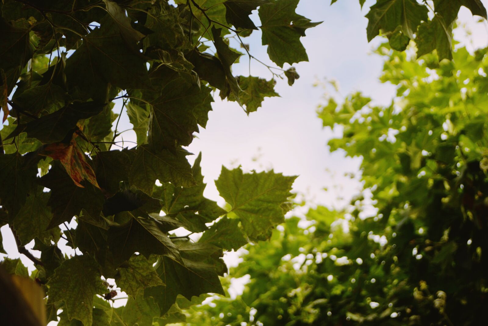 Nikon D610 sample photo. Leaves, leaf, nature photography