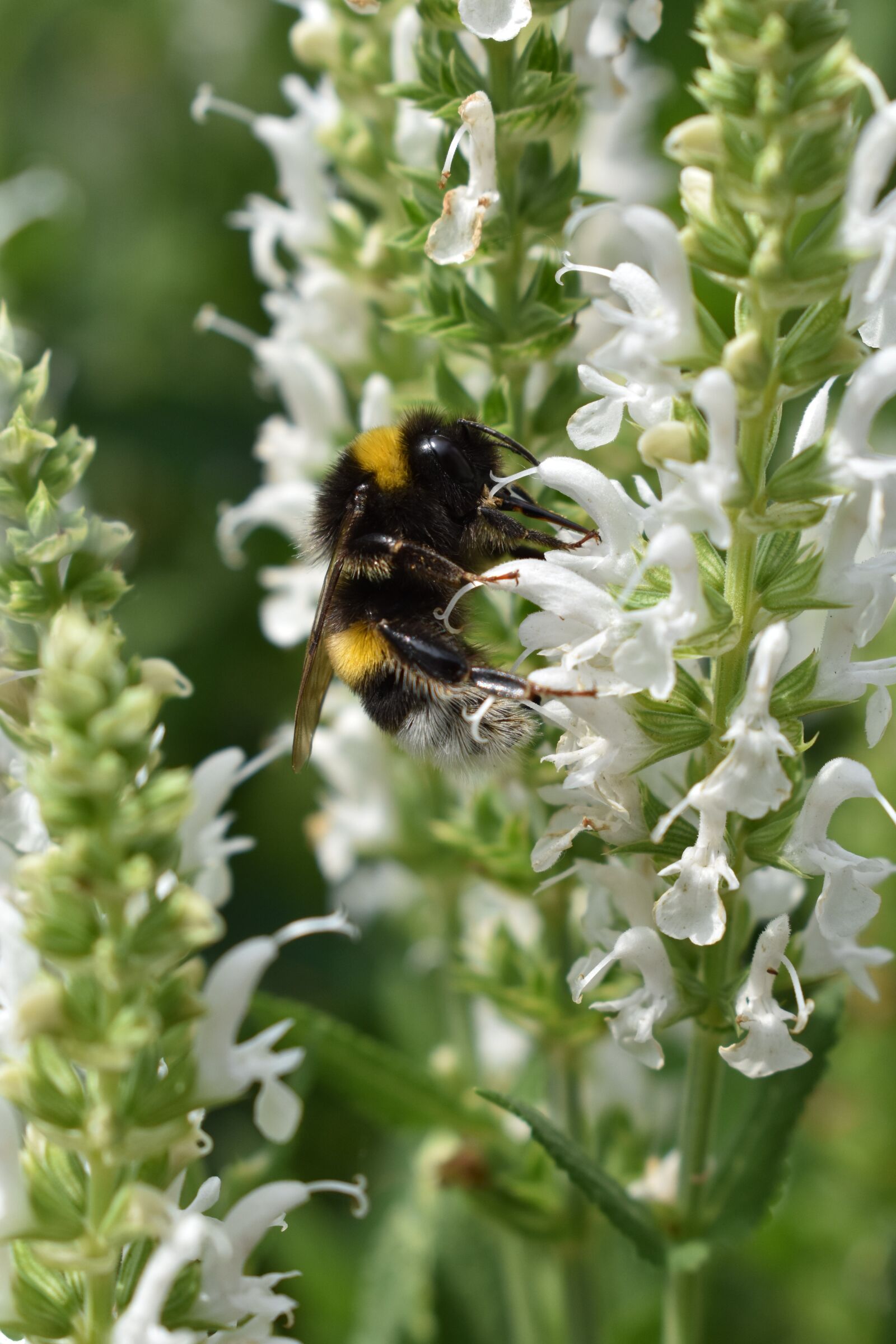 Nikon D3400 sample photo. Flower, white, hummel photography