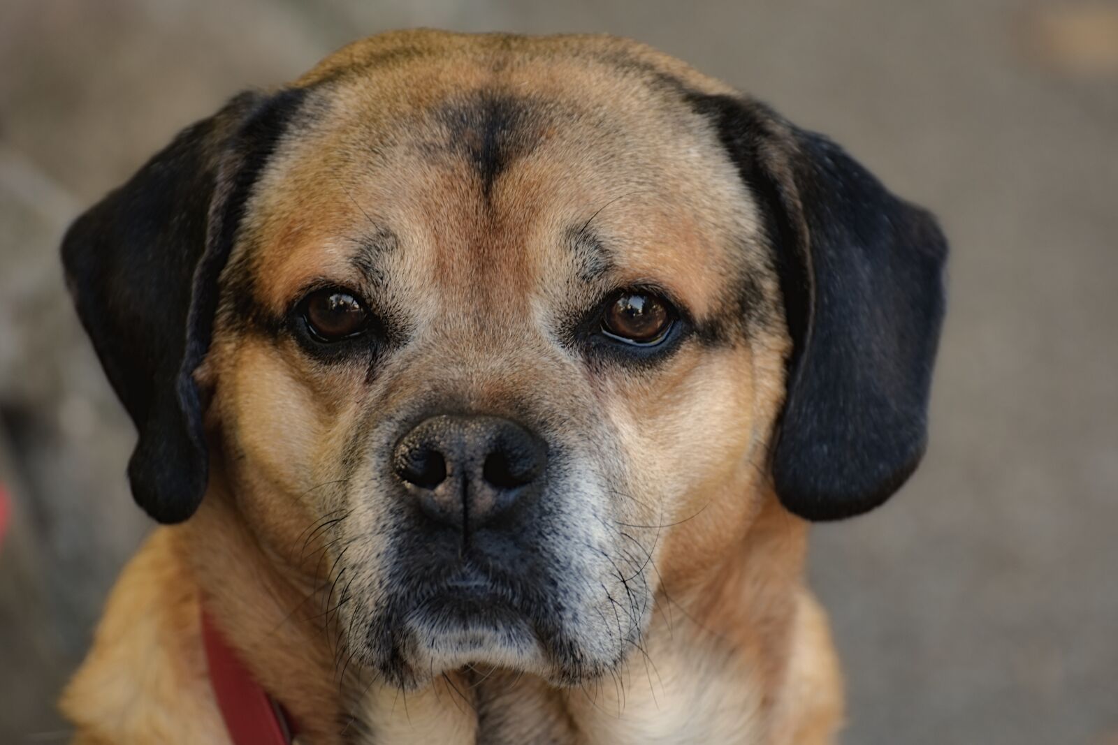 Nikon D7200 sample photo. Dog, pet, quadruped photography