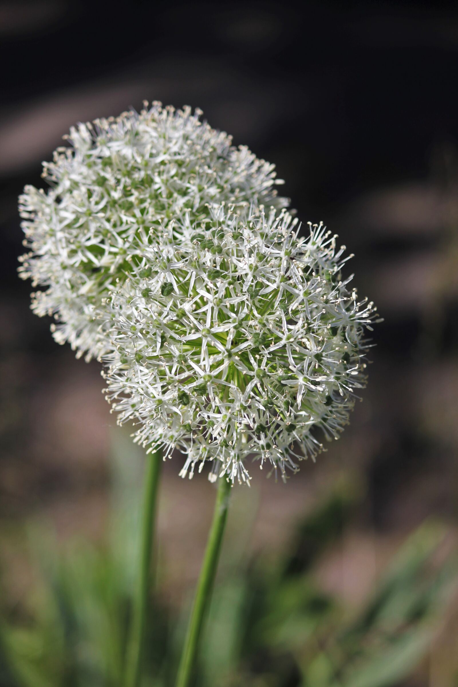 Canon EOS 550D (EOS Rebel T2i / EOS Kiss X4) sample photo. Flower, white, spherical photography