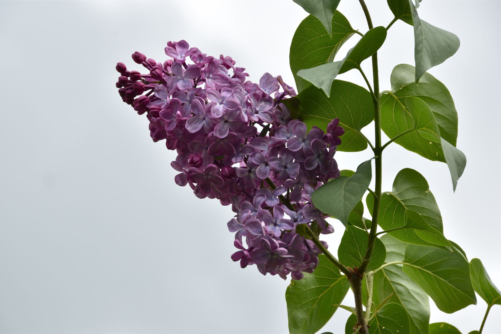 Nikon D5600 sample photo. Lilac, flower, spring photography