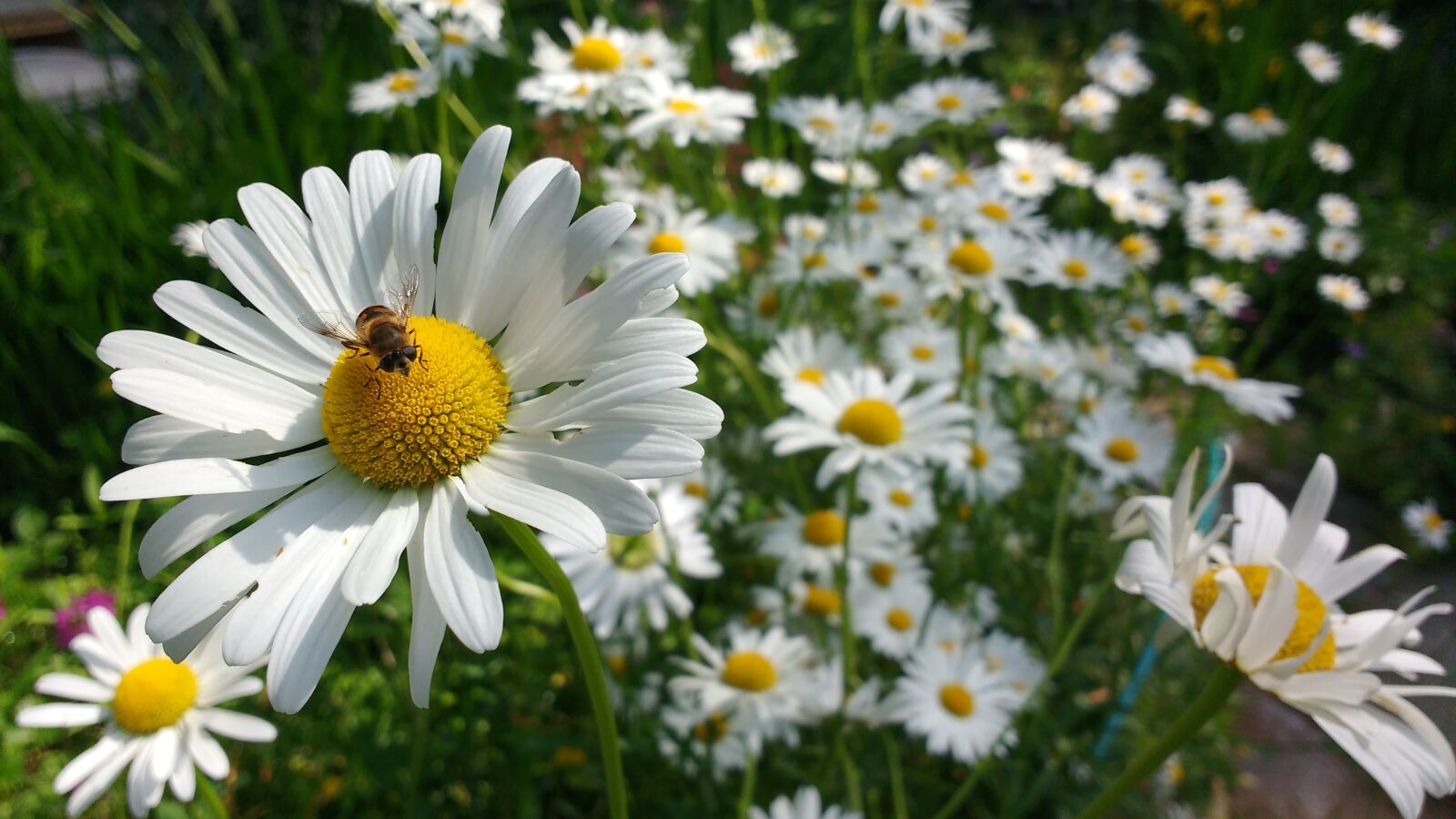 Motorola MotoG3 sample photo. Bee, insect, daisy photography