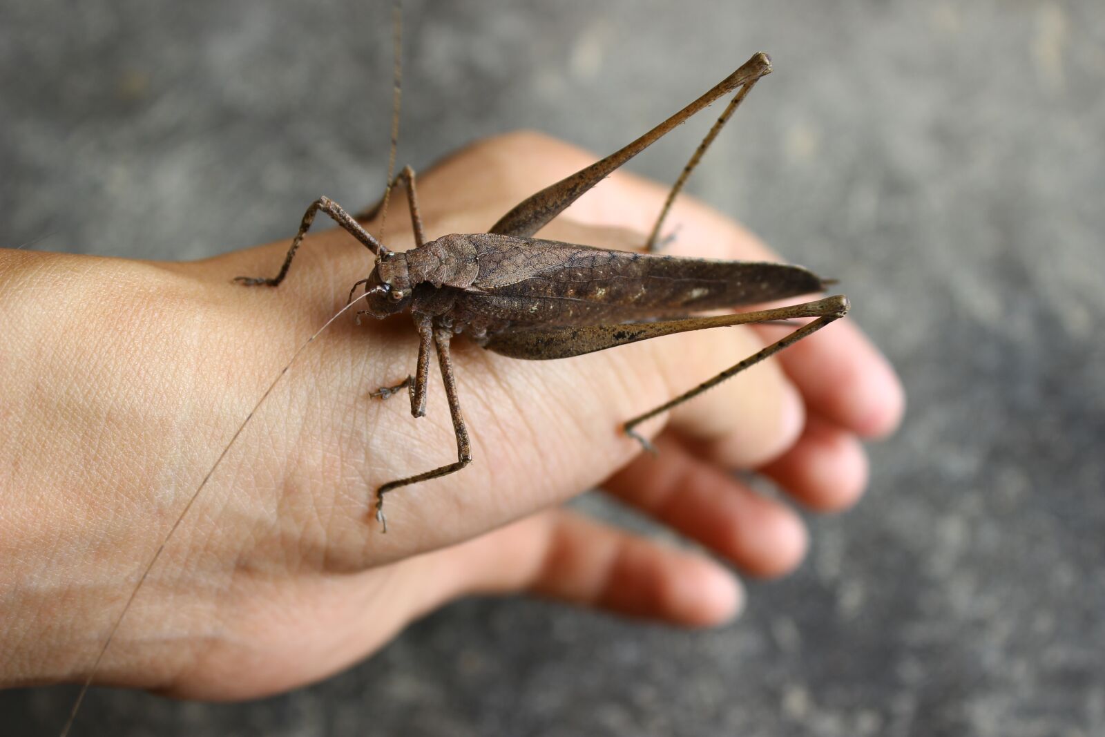 Canon EOS 600D (Rebel EOS T3i / EOS Kiss X5) sample photo. Exclusive pet, insect, brown photography