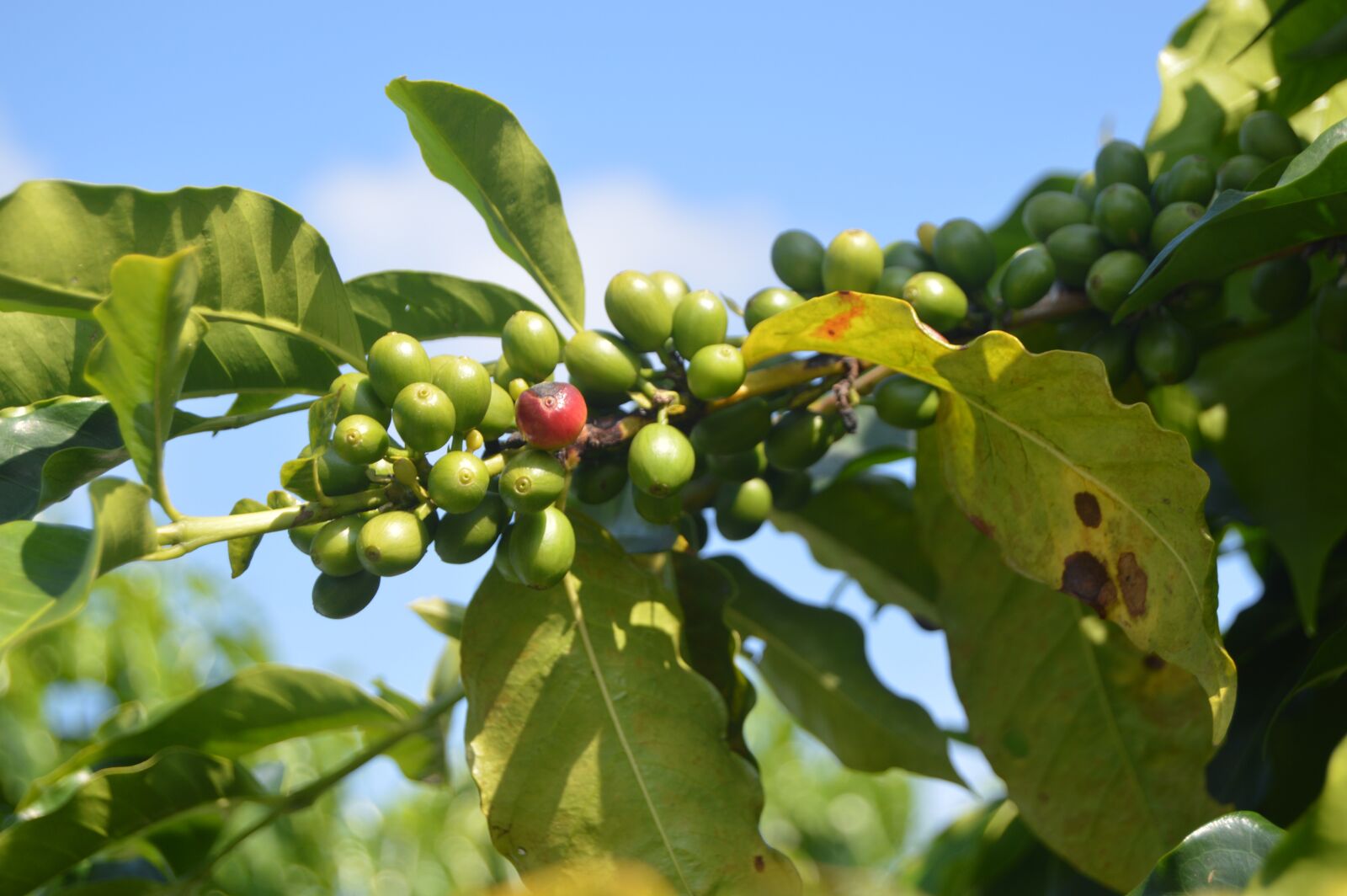 Nikon D3200 sample photo. Fruit, food, tree photography