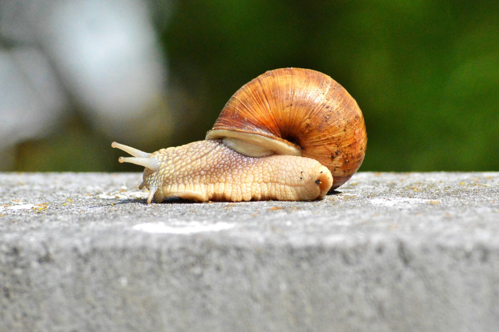Nikon D3200 sample photo. Snail, shell, mollusk photography