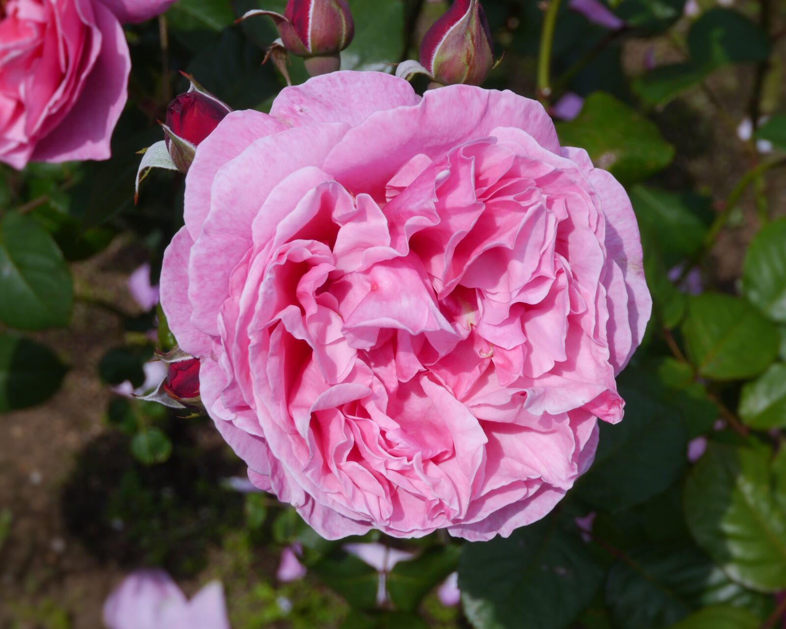 Panasonic Lumix DMC-GX1 sample photo. Verny park, rose, large photography