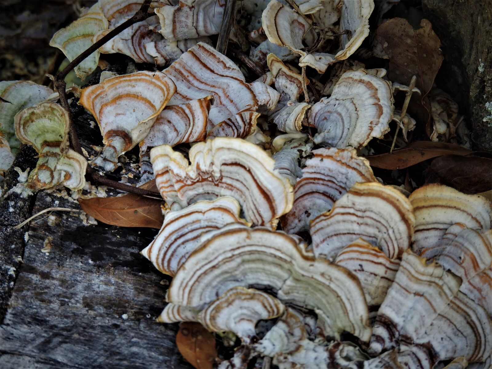 Nikon Coolpix P900 sample photo. Fungus, growing, plant photography