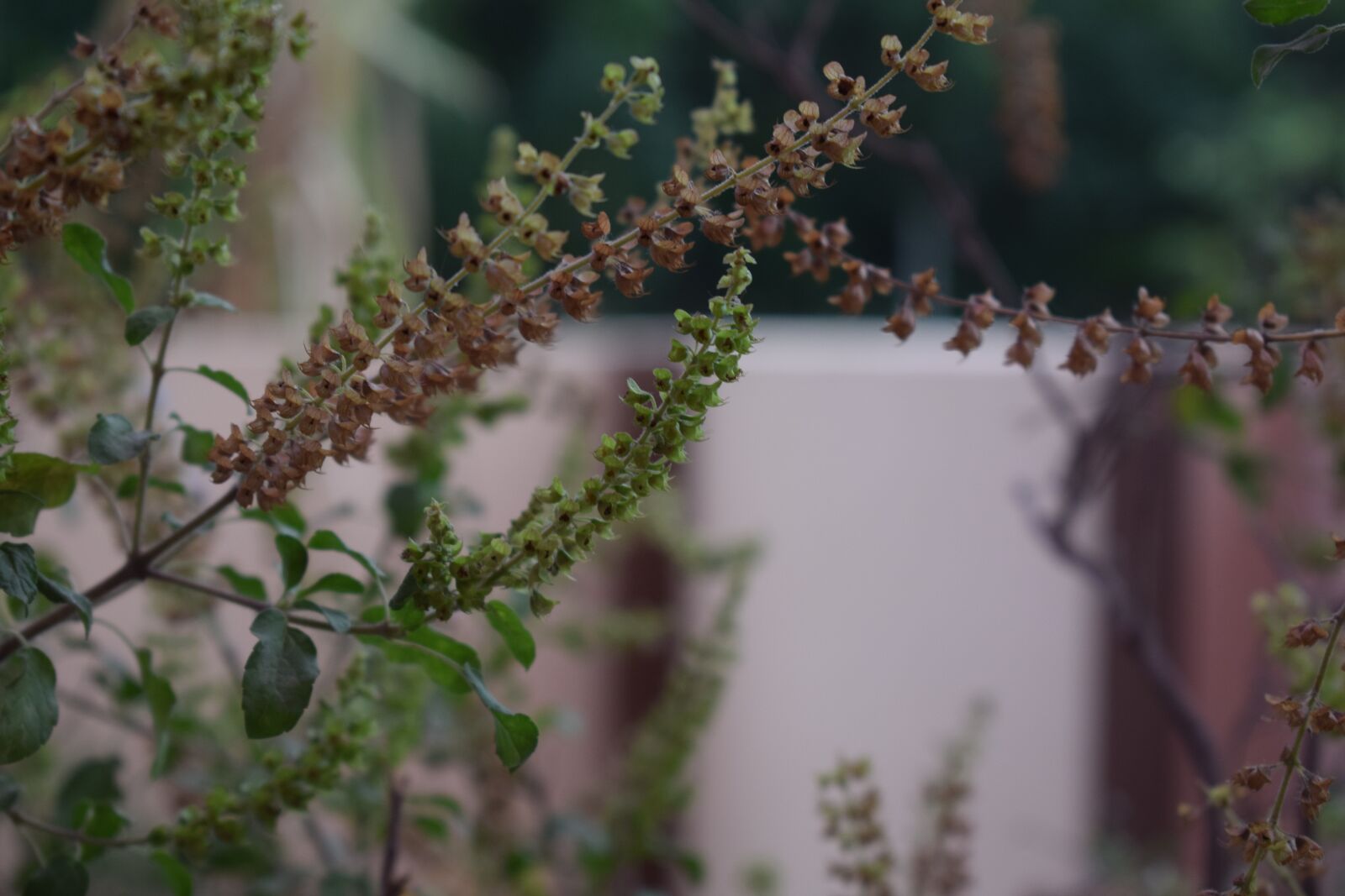 Nikon D3300 sample photo. Plant, medicinal, nature photography