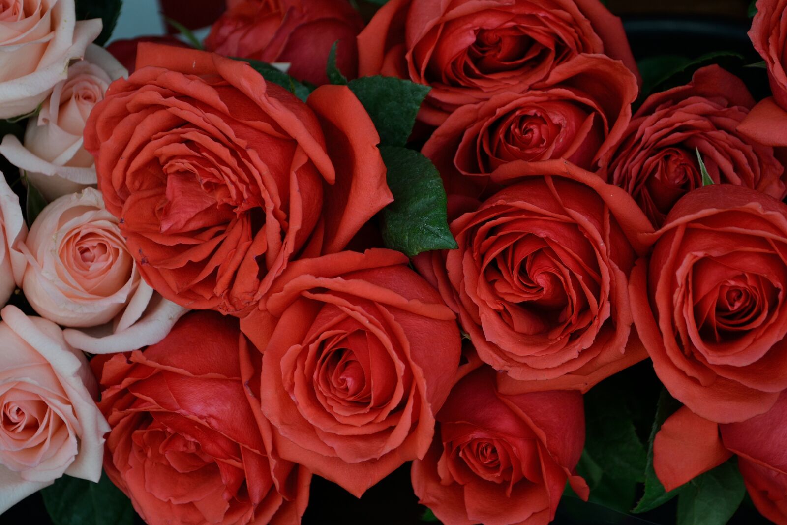 Nikon D3100 sample photo. Roses, flowers, natural photography
