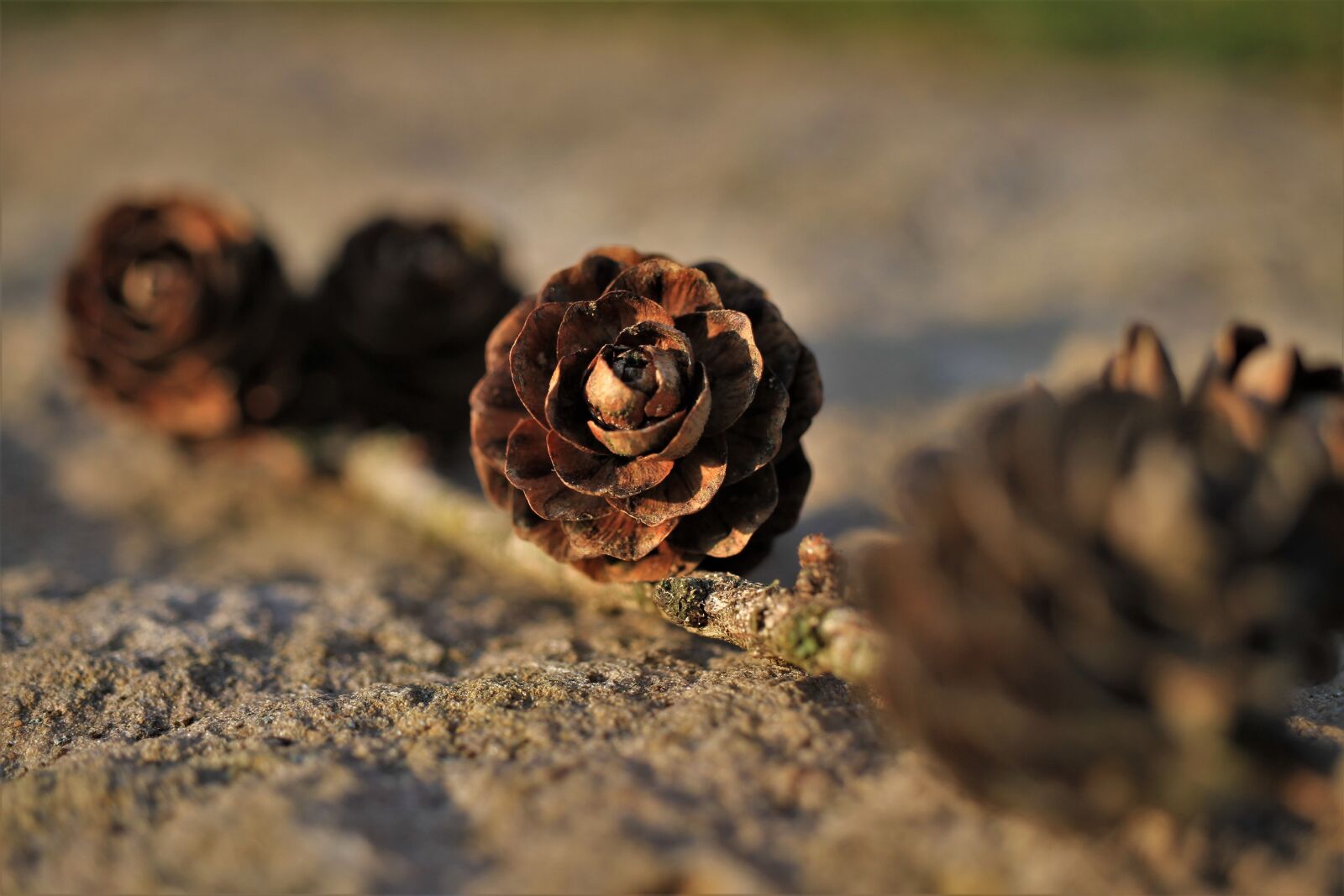 Canon EOS 7D sample photo. Tap, pine cones, branch photography