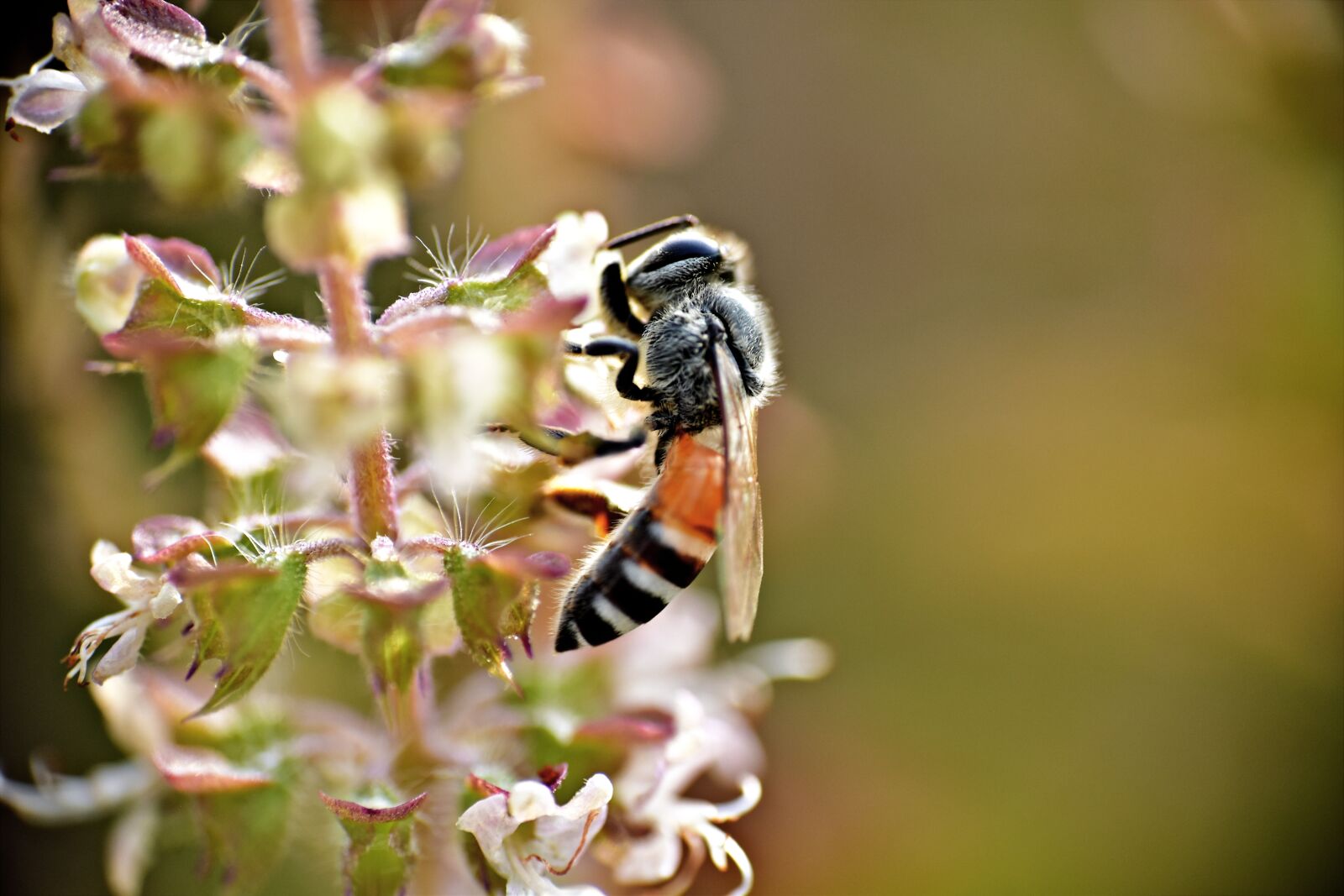 Nikon D5600 sample photo. Honeybee, apis, pollination photography