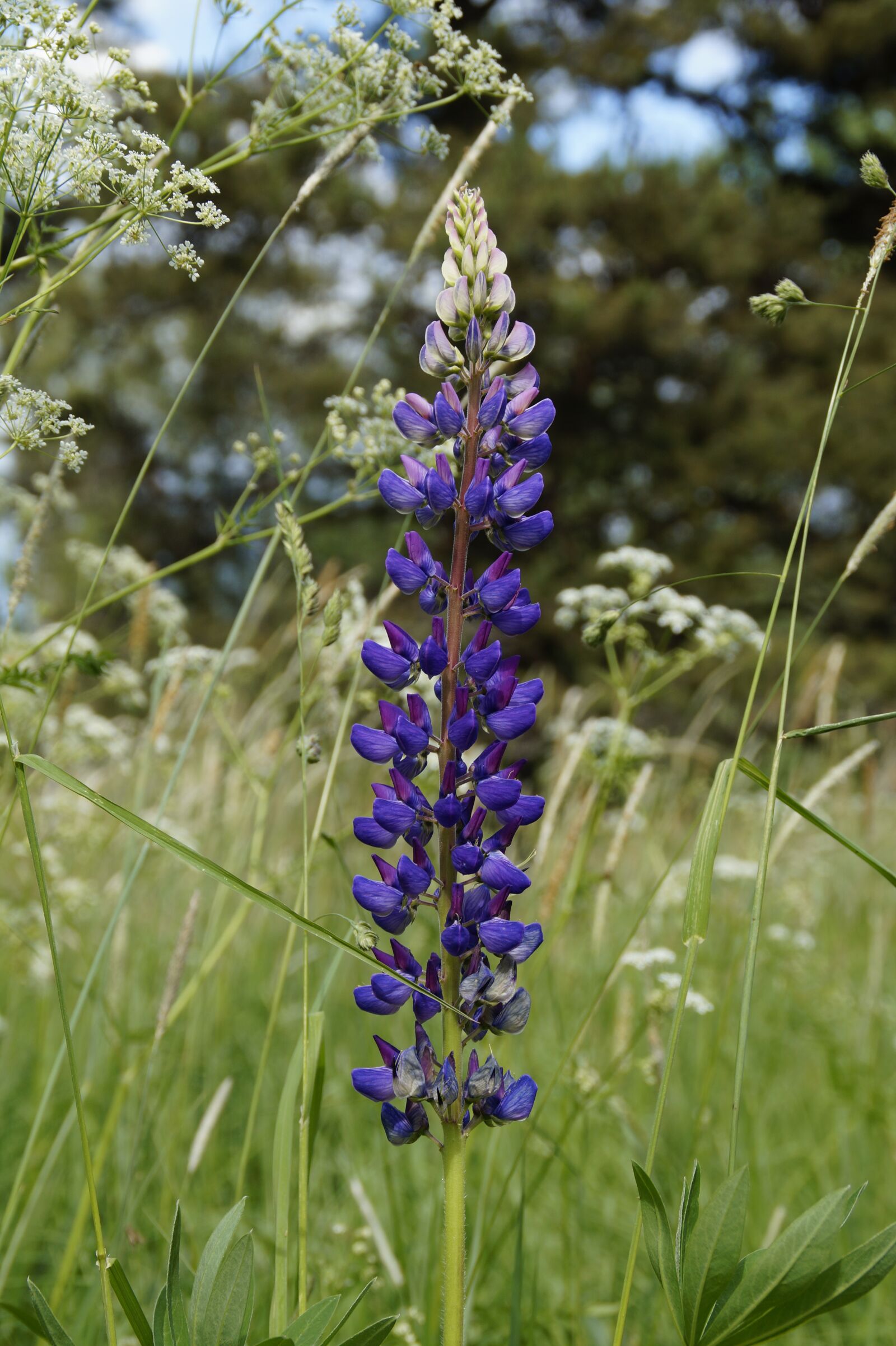 Sony SLT-A58 sample photo. Lupine, meadow, summer photography