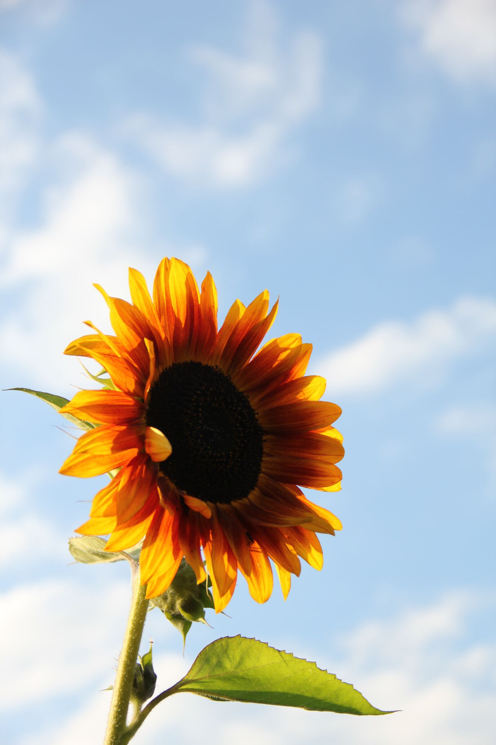 Canon EOS 550D (EOS Rebel T2i / EOS Kiss X4) sample photo. Sunflower, sky, summer photography