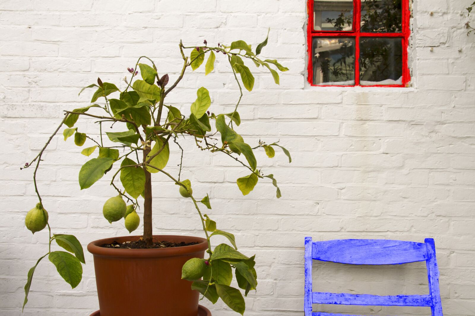 Canon EOS 7D sample photo. Lemon, lemon tree, tree photography