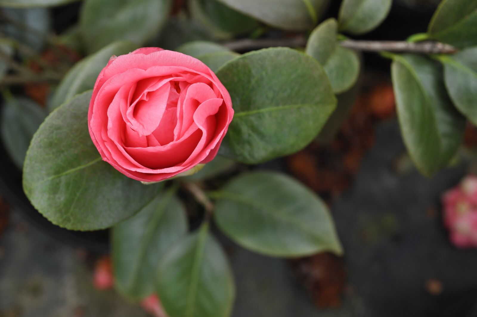 Nikon D5000 sample photo. Camellia, bloom, spring photography