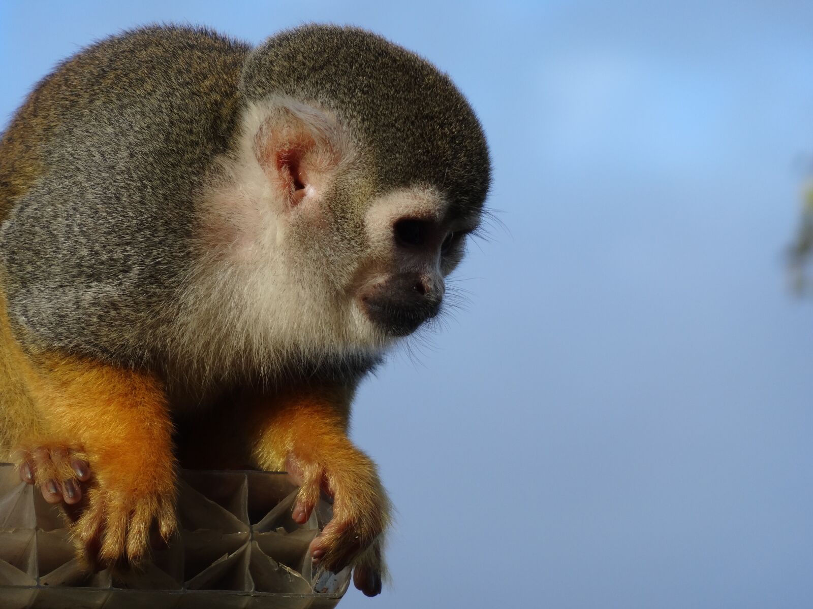Sony Cyber-shot DSC-HX20V sample photo. Spider monkey, zoo, monkey photography