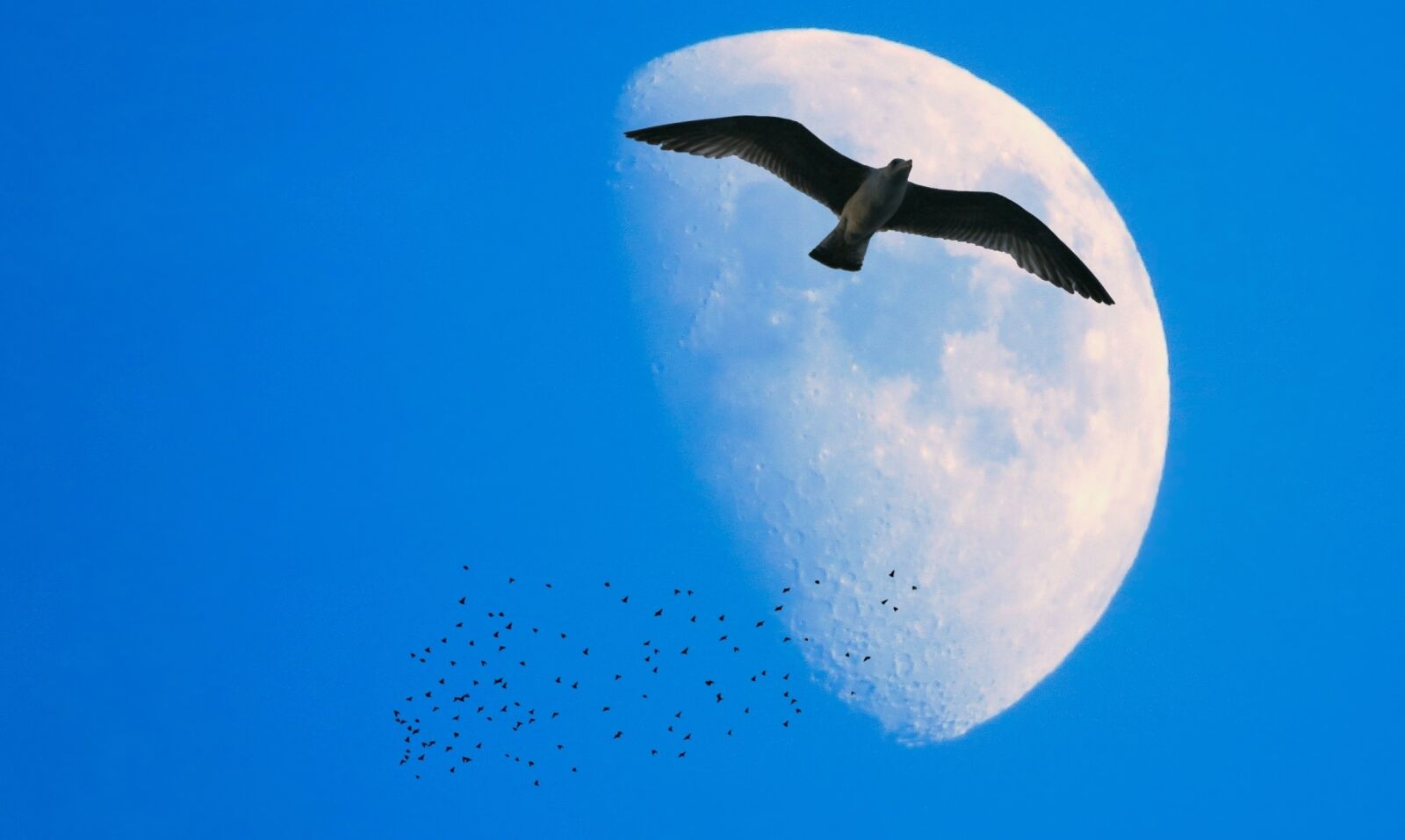 Canon PowerShot SX50 HS sample photo. Aves, bird, lua, moon photography