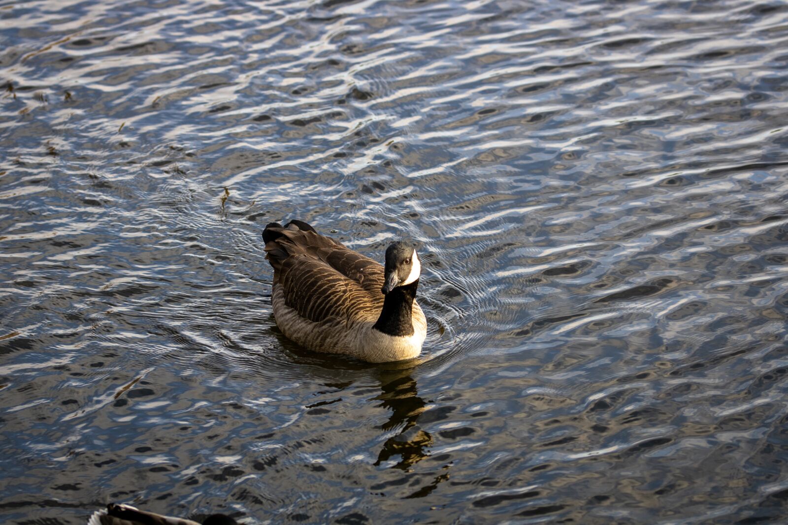 Canon EOS 2000D (EOS Rebel T7 / EOS Kiss X90 / EOS 1500D) sample photo. Bird, duck, nature photography