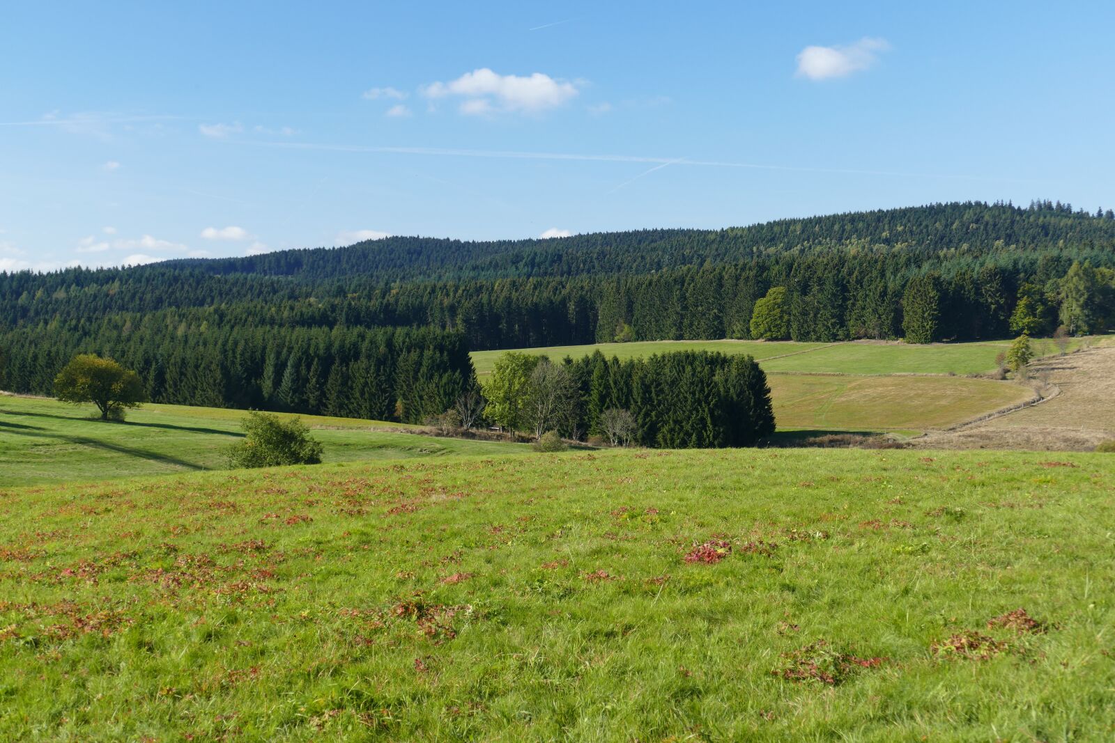 Panasonic Lumix DMC-FZ1000 sample photo. Meadow, alm, landscape photography