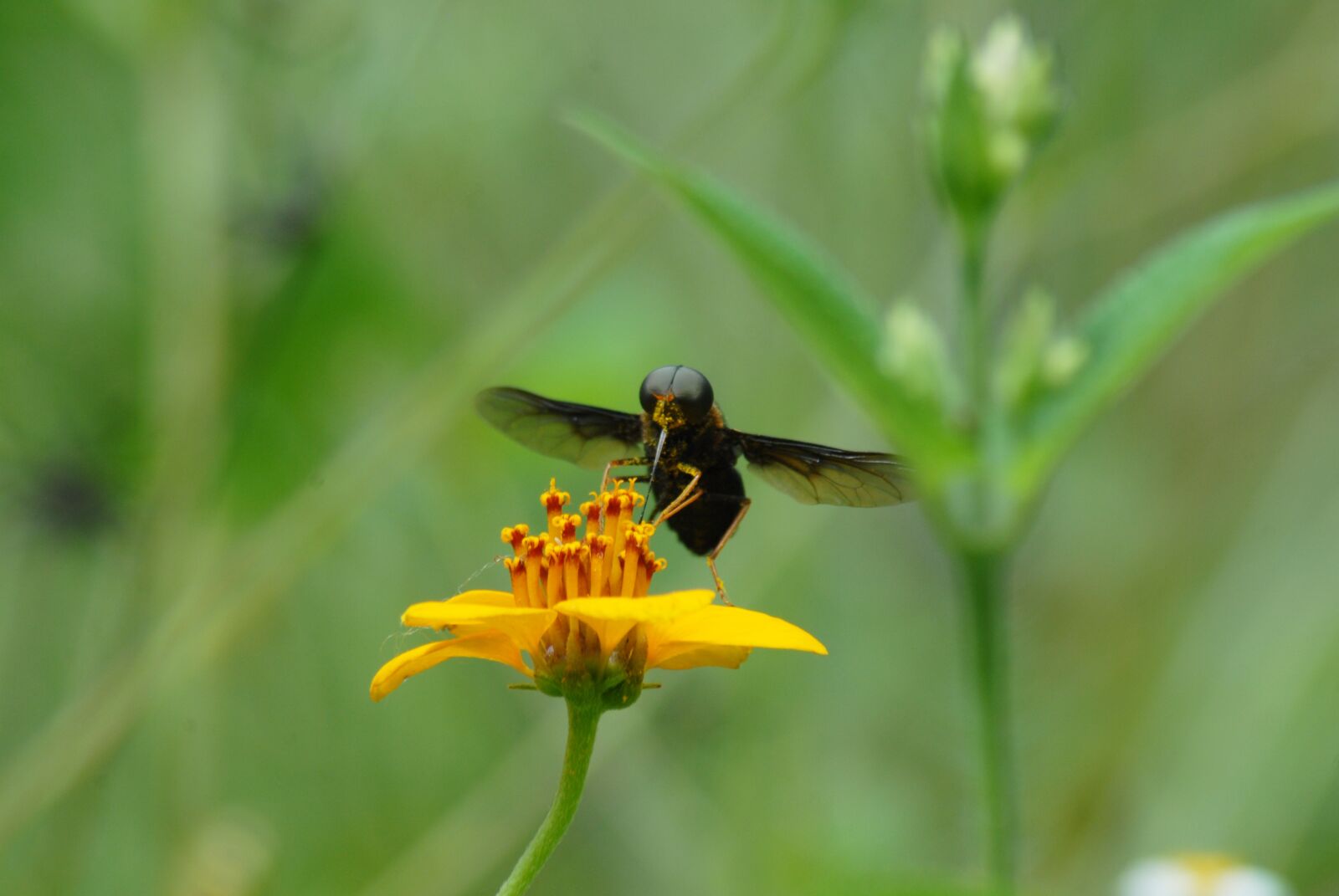 Nikon D200 sample photo. Sting regional, flying insect photography