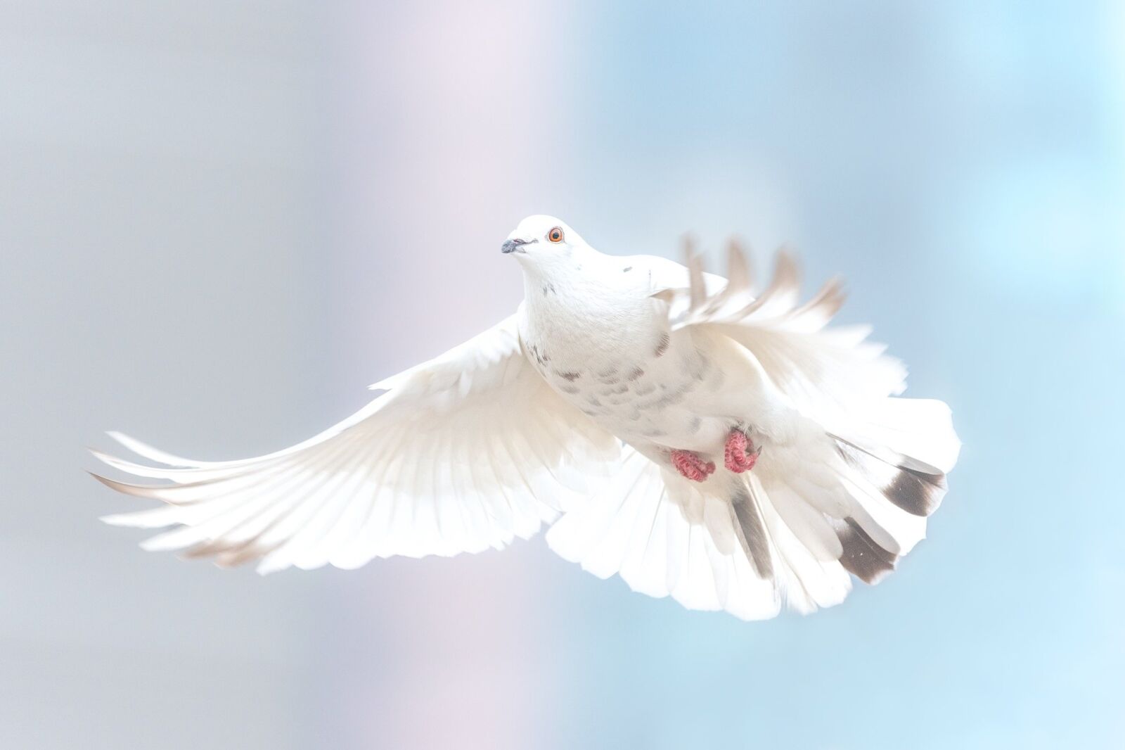 Nikon D750 sample photo. Dove, freedom, bird photography