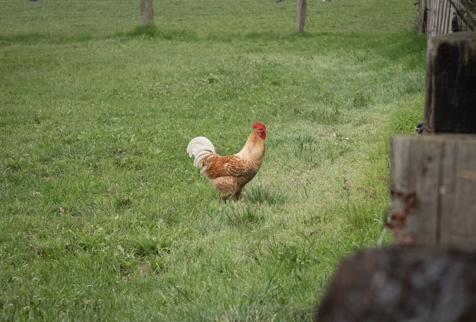 Nikon D750 sample photo. Hahn, pasture, meadow photography