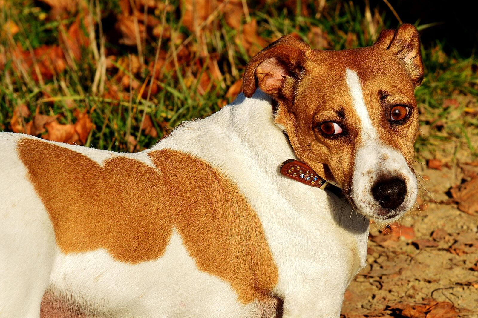 Nikon D3200 sample photo. Jack russell, terrier, dog photography