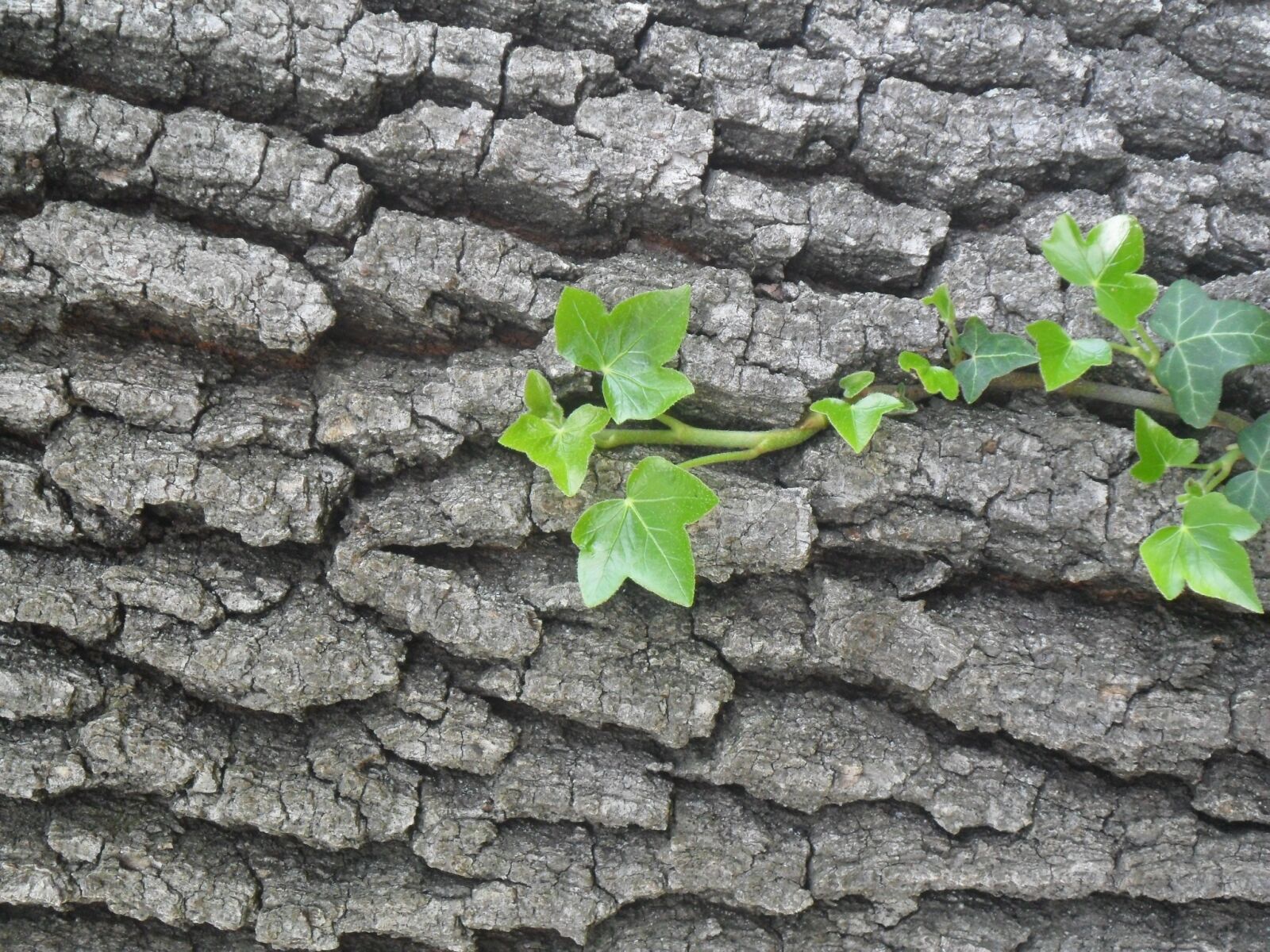 Samsung ES70, ES71 / VLUU ES70, ES71 /  SL600 sample photo. Bark, ivy, forest photography