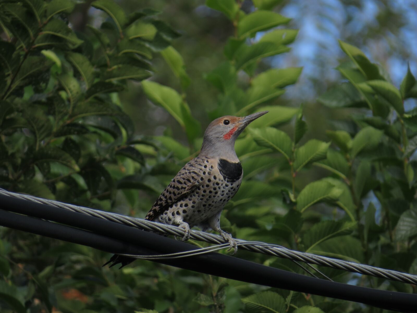 Canon PowerShot SX50 HS sample photo. Northern flicker, bird, bird photography