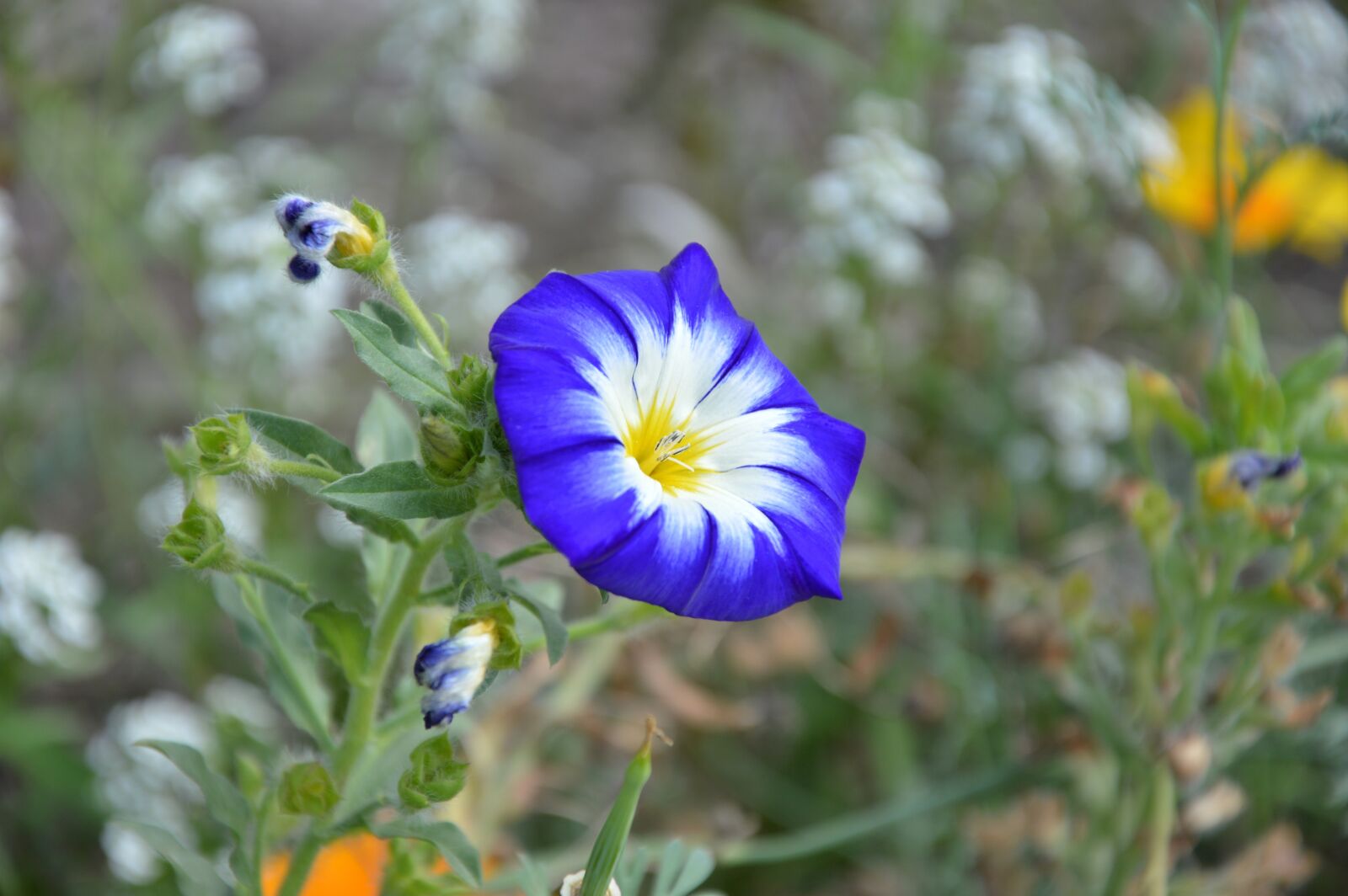 Nikon D3200 sample photo. Petunia, blossom, bloom photography