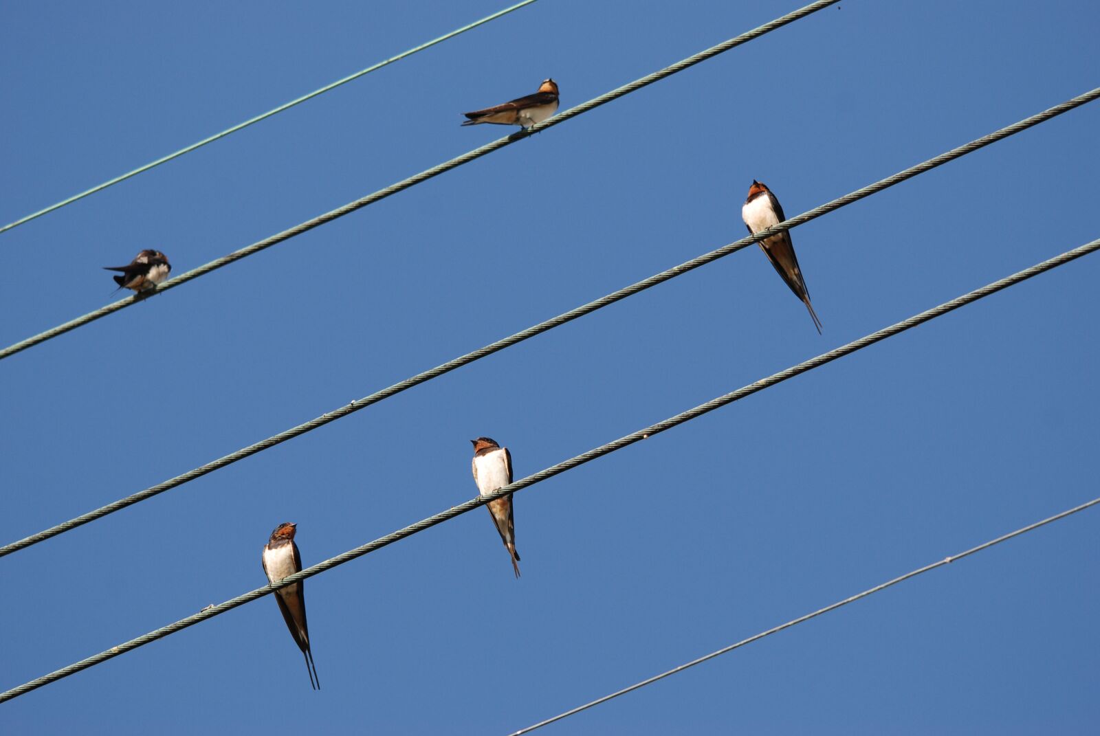 Nikon D80 sample photo. Nature, bird, swallow photography