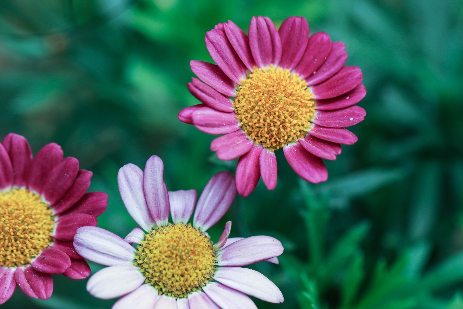 Canon EOS 7D Mark II sample photo. Flowers, summer flowers, garden photography