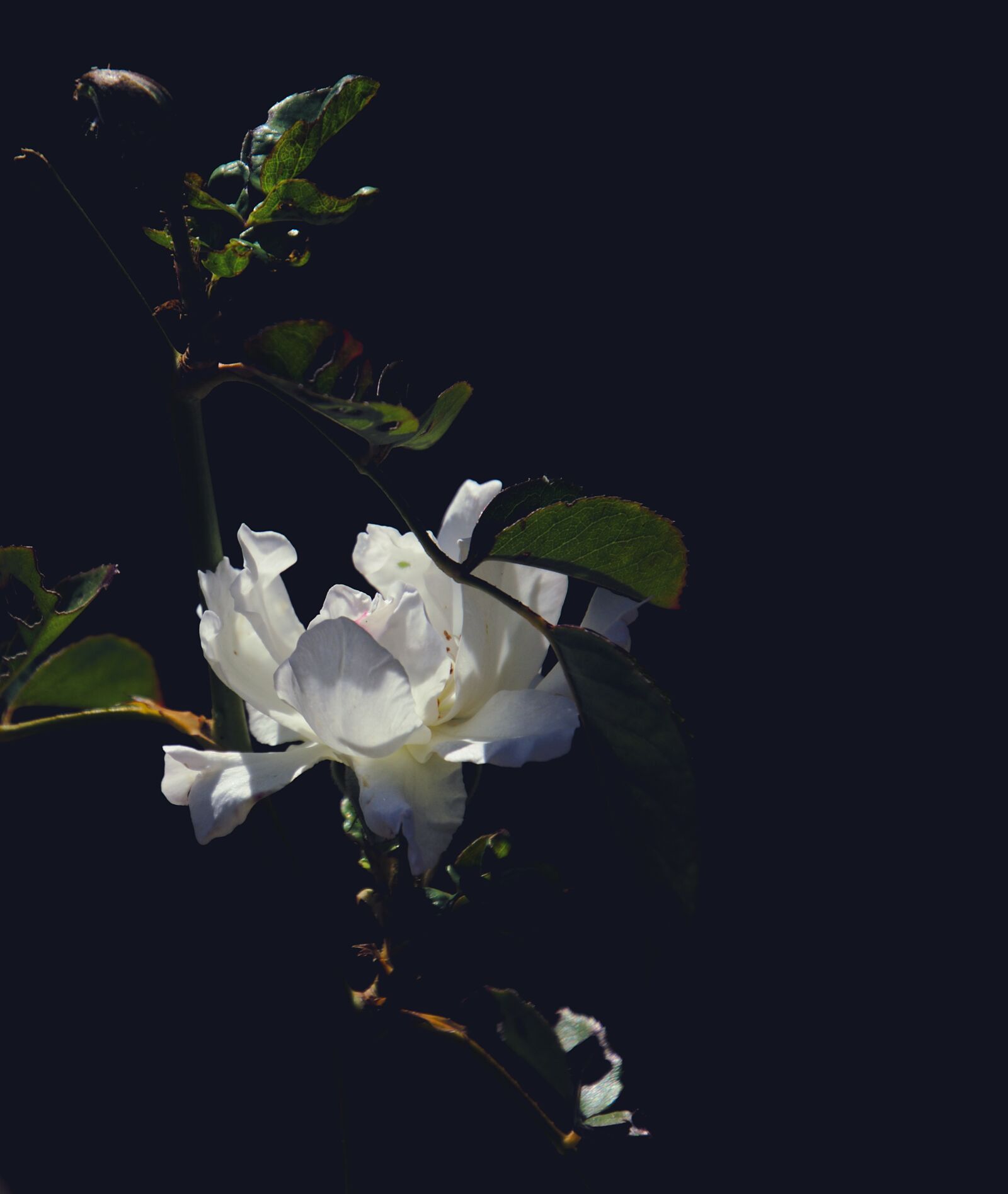 Nikon D7000 sample photo. Flower, white, rose photography