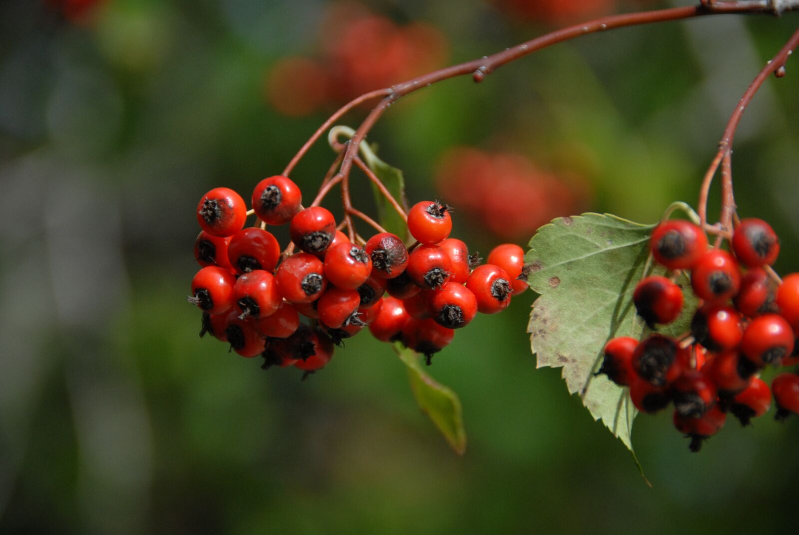 Nikon D200 sample photo. Rowan, christmas, berries photography