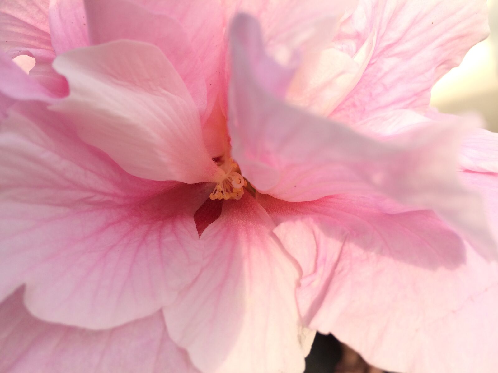 iPhone 5s back camera 4.15mm f/2.2 sample photo. Close, up, of, pink photography