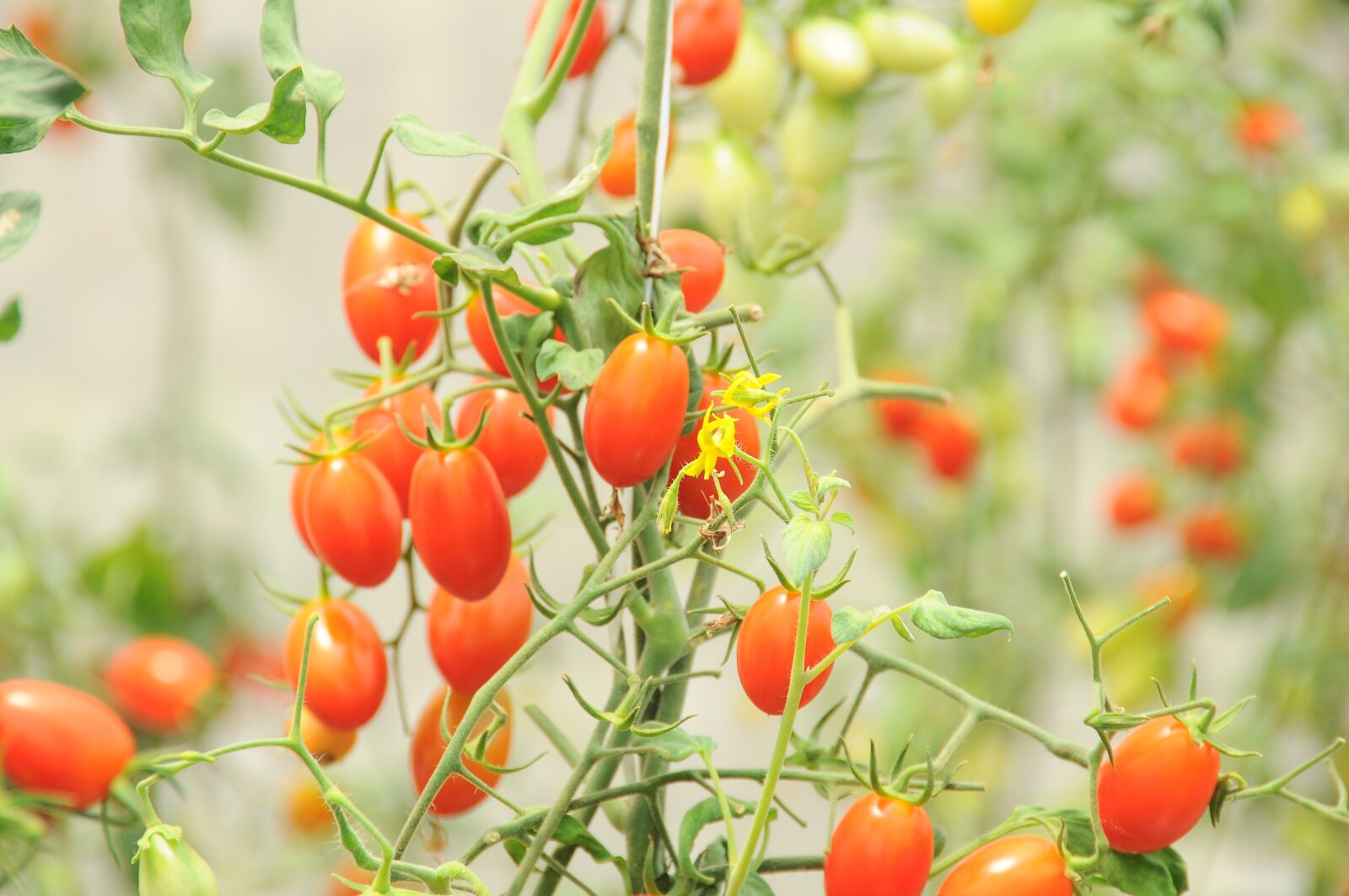 Nikon D90 sample photo. Cherry tomato, left, eat photography