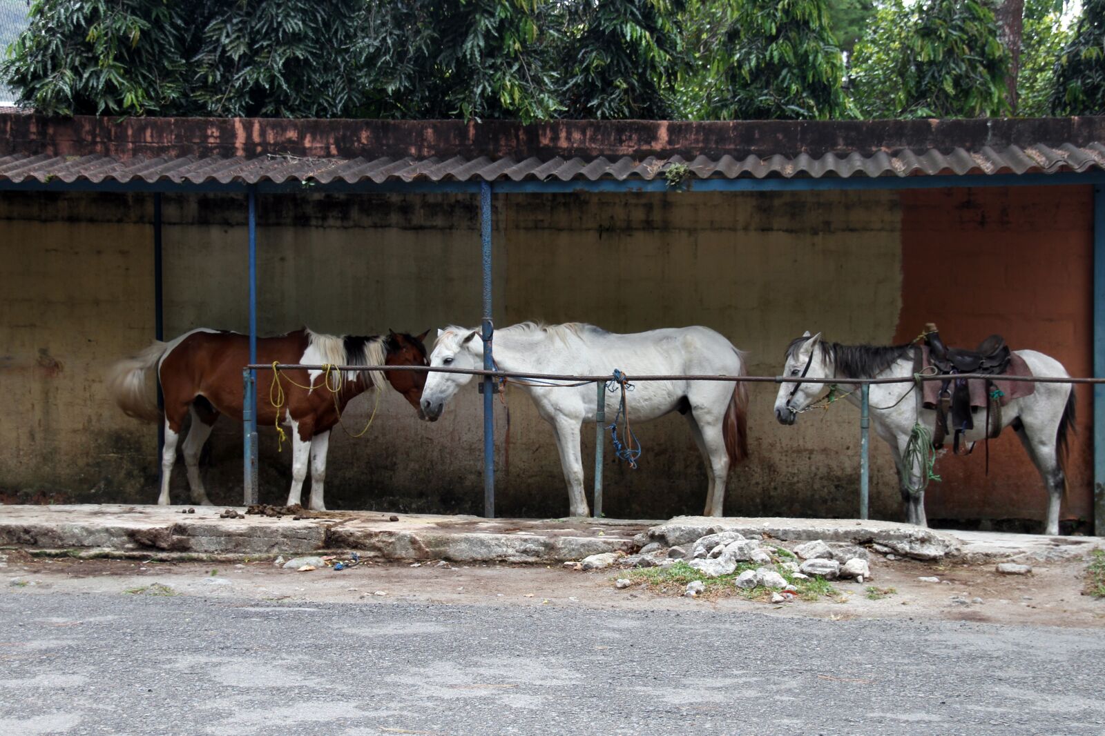 Canon EOS 7D sample photo. Horses, resting, eating photography