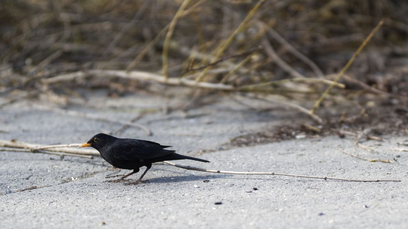 Nikon D5300 sample photo. Only, bird, plumage photography