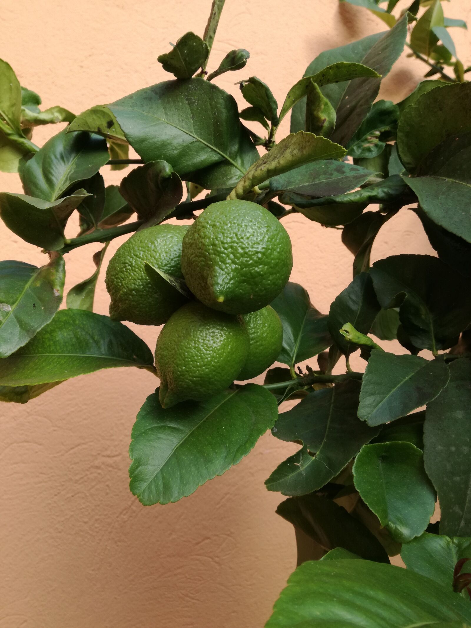 HUAWEI P9 LITE sample photo. Lime, tree, lemon photography