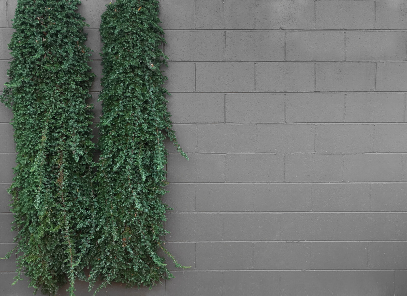 Apple iPhone SE sample photo. Brick, garden, gardenwall, verticalgarden photography