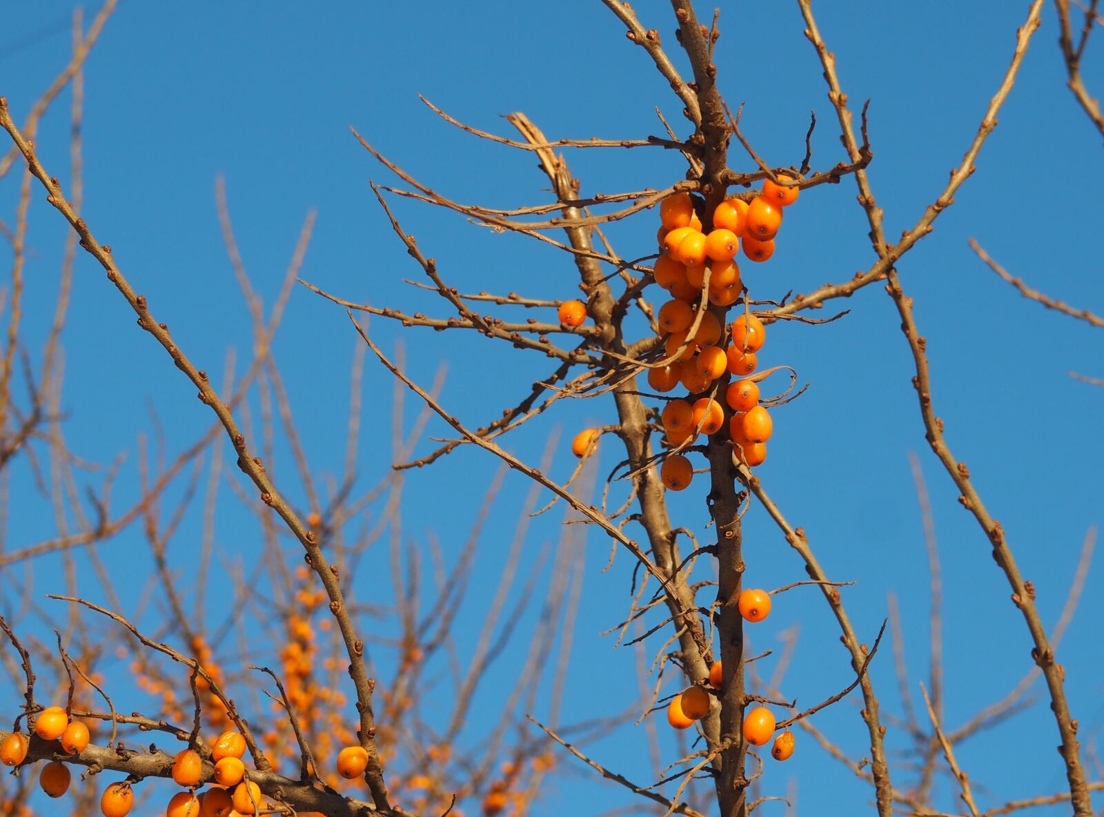 Olympus PEN E-PL7 sample photo. Orange berries, blue sky photography