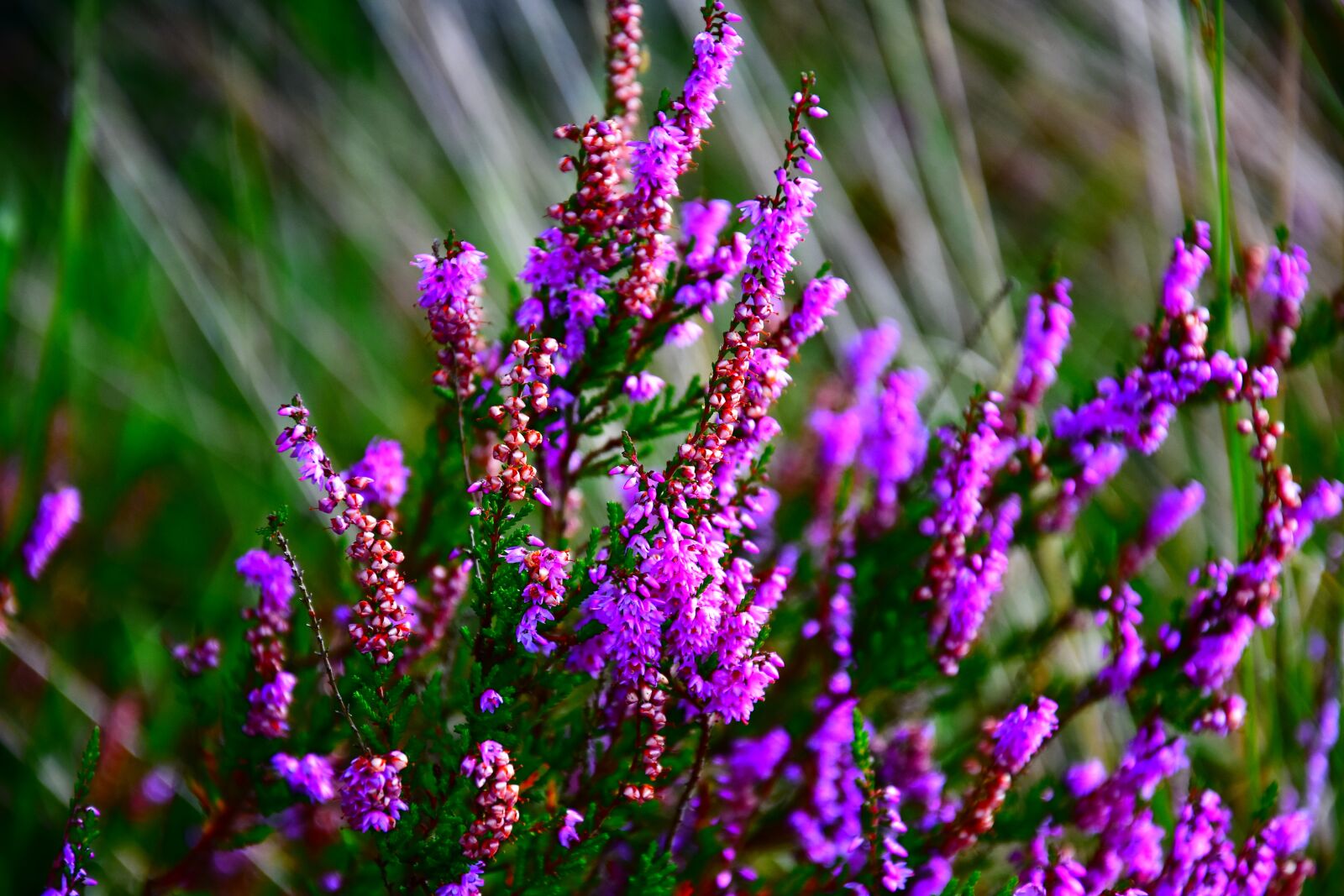 Nikon D3400 sample photo. Heide, heathland, bright photography