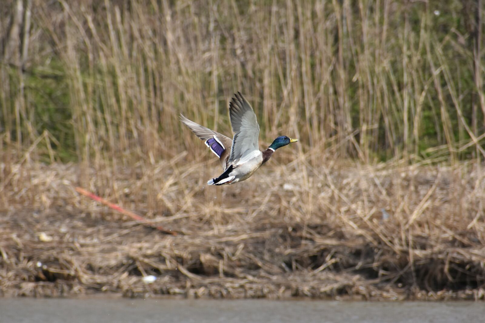 Nikon D7200 sample photo. Animal, river, waterside photography