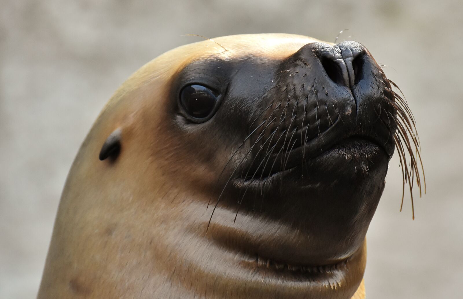 Nikon D7200 sample photo. Seal, sea lion, swim photography