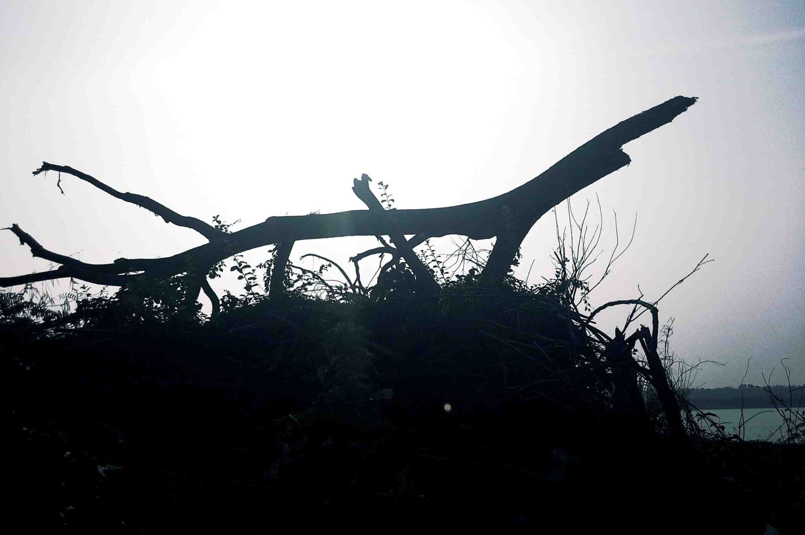 Nikon D3200 sample photo. Tree stumps, animal shapes photography