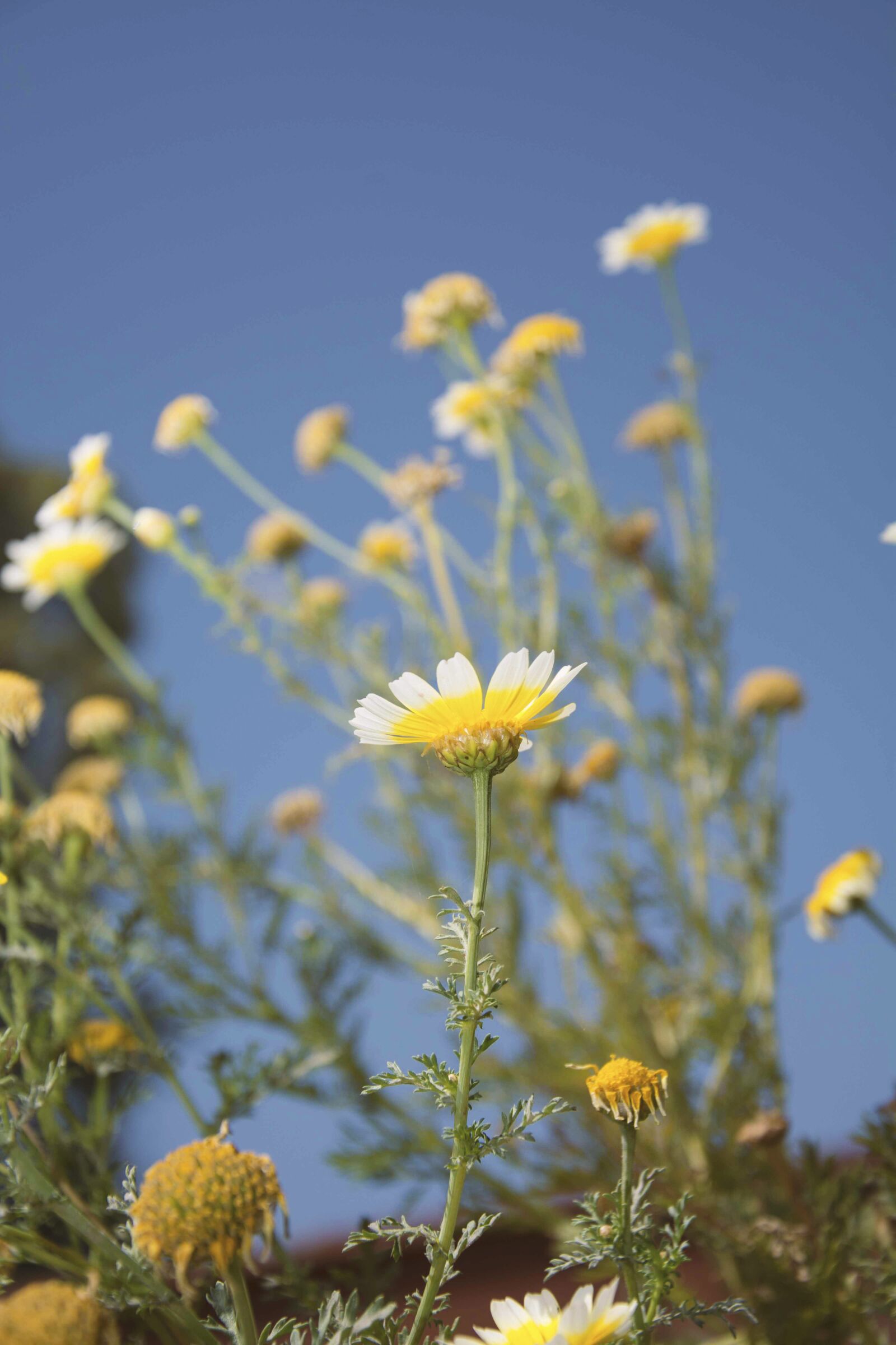 Nikon D7100 sample photo. Nature, flower, flora photography