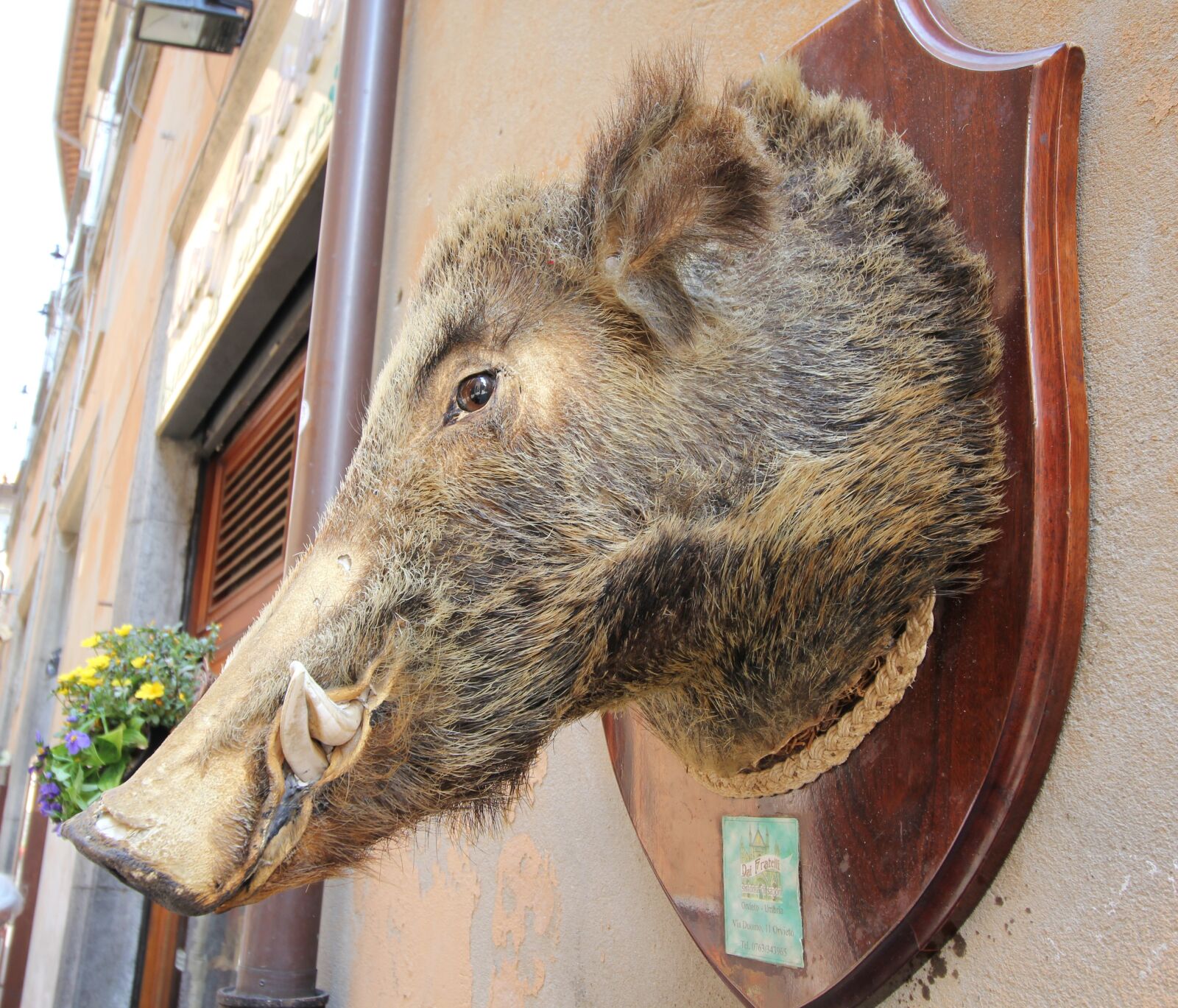 Canon EOS 550D (EOS Rebel T2i / EOS Kiss X4) sample photo. Head, pig, hog photography