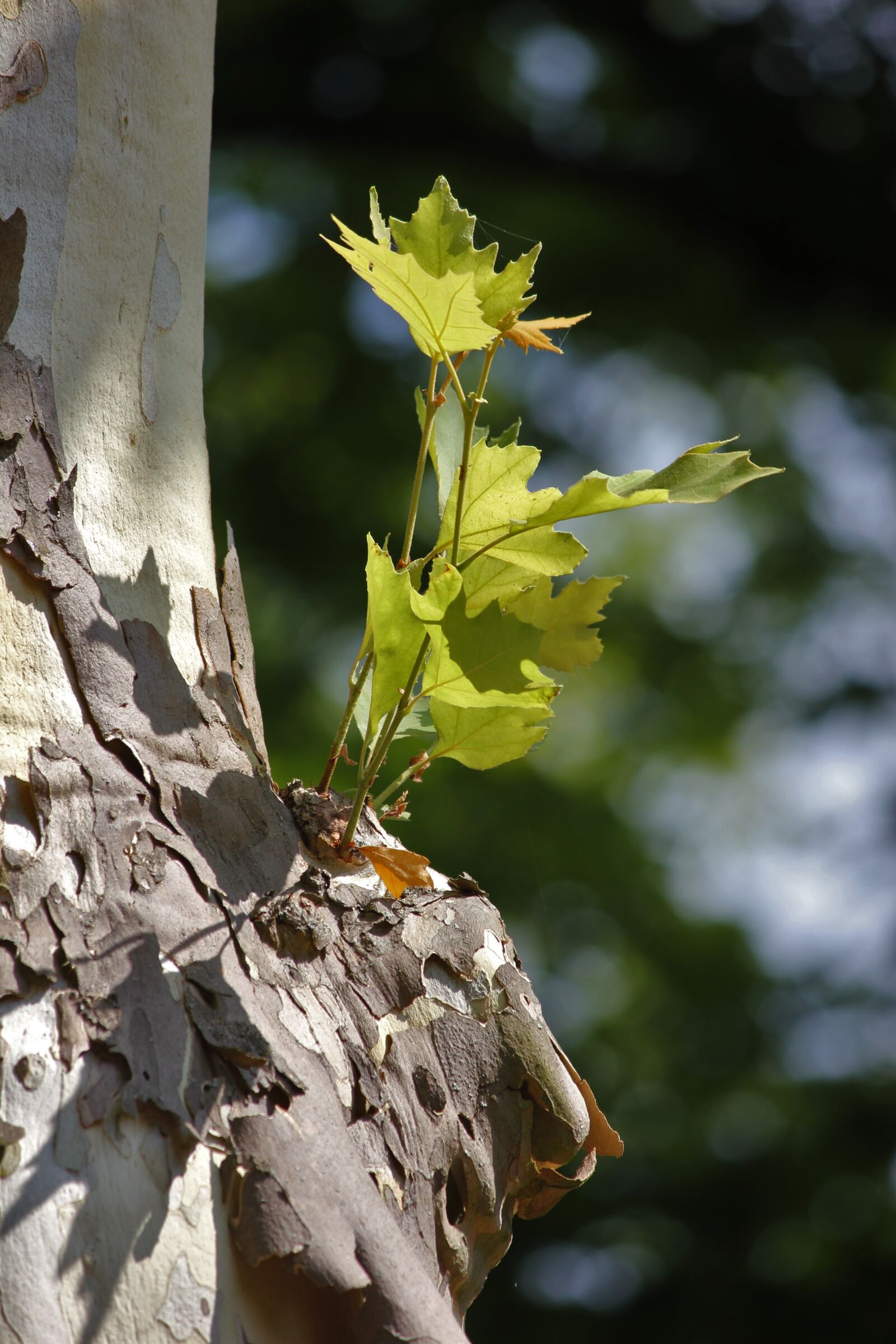 Canon EOS 550D (EOS Rebel T2i / EOS Kiss X4) sample photo. Bark, tree, log photography